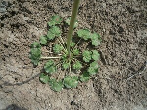 Eriogonum clavatum Leaf